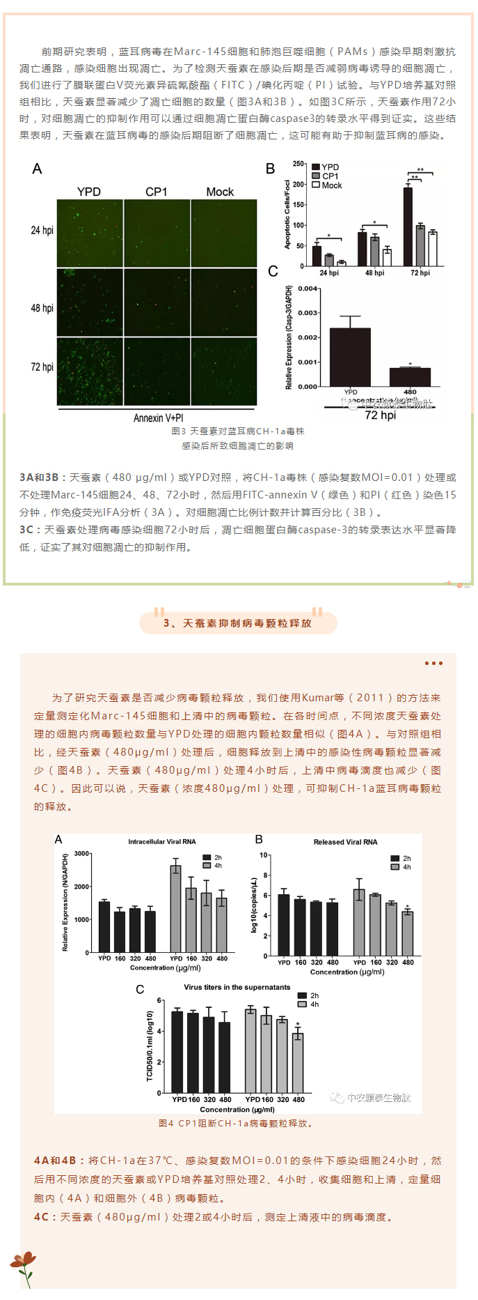 天蠶素抗菌肽抑制豬藍(lán)耳病毒的研究_04